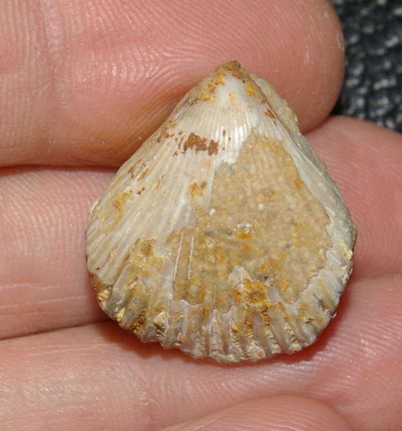  Rhynchonella spathica 