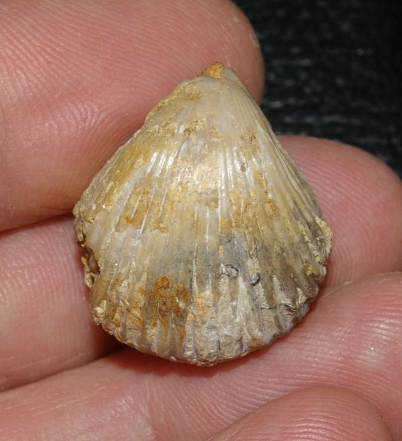  Jurassic Callovian fossil brachiopods 
