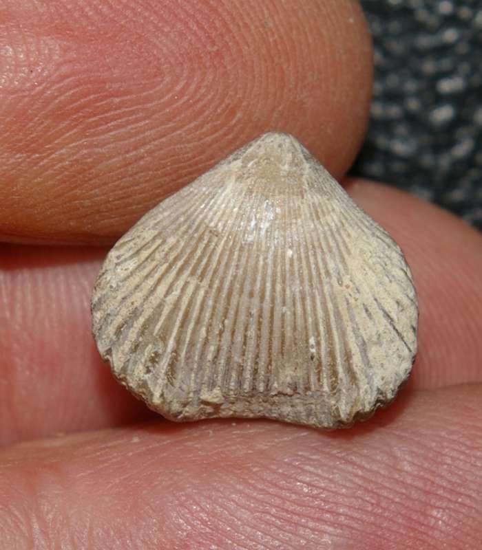  Rhynchonella spathica 