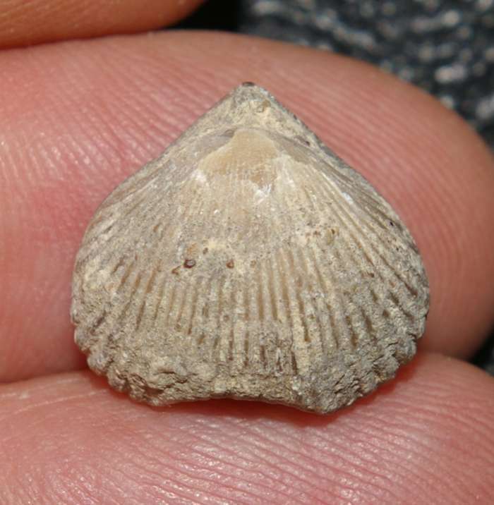  Cretaceous, Cenamonian fossil brachiopod 