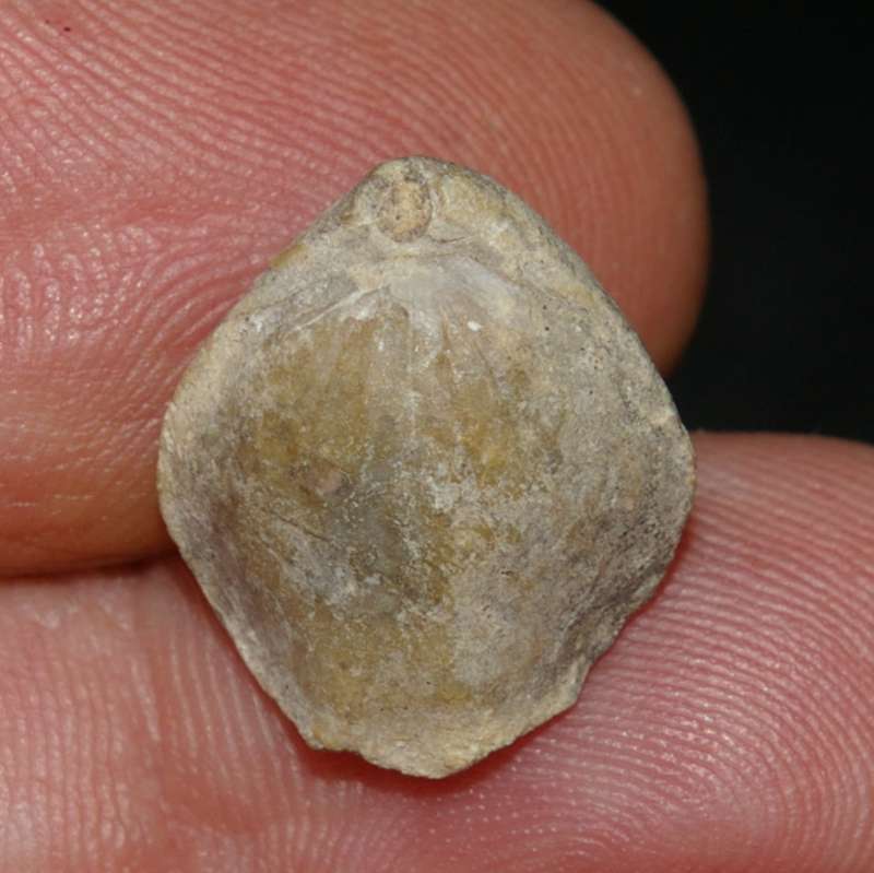  Cyrtothyris  middlemissi 