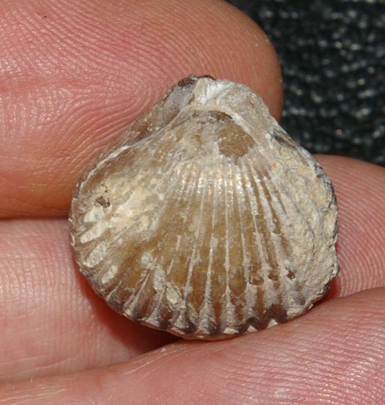  Cretaceous, Cenamonian fossil brachiopod 