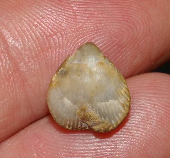 Rhynchonella sp
 