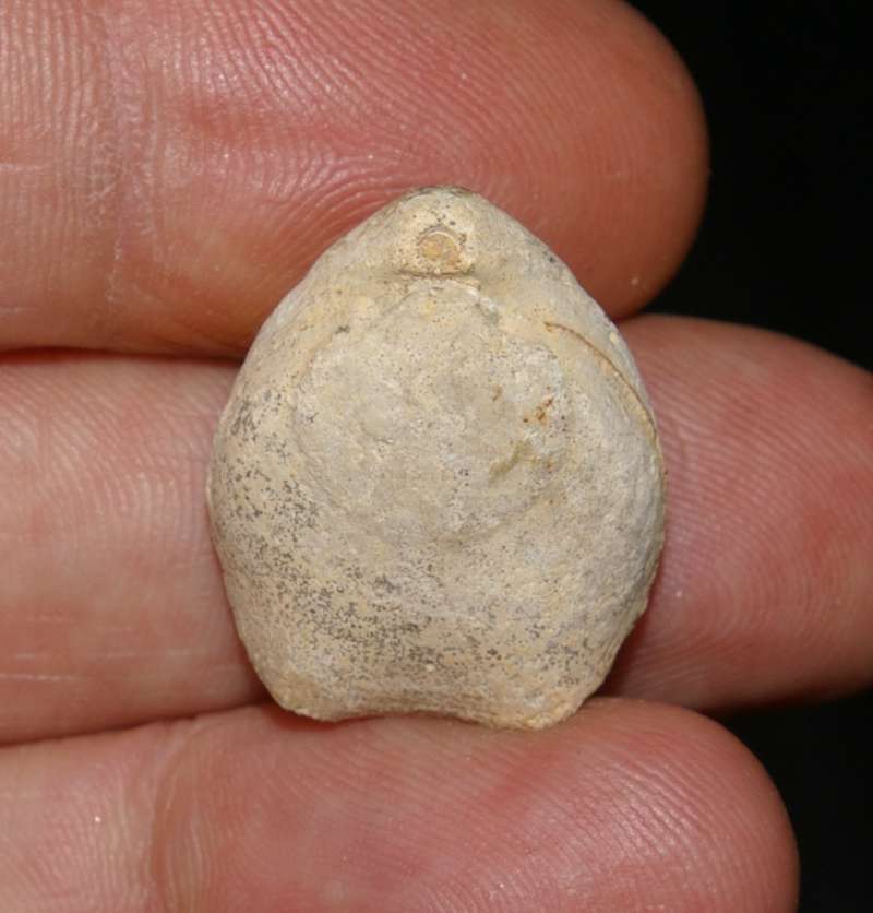 Terebratula lamberti