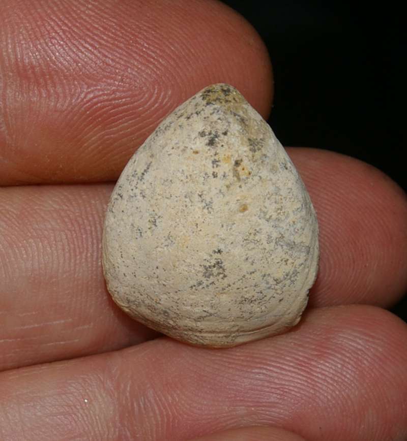  Jurassic, Oxfordian fossil brachiopod 