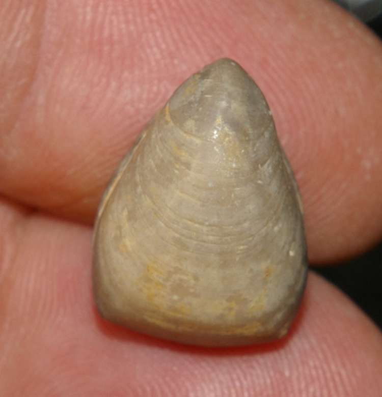 Ornithella digona 