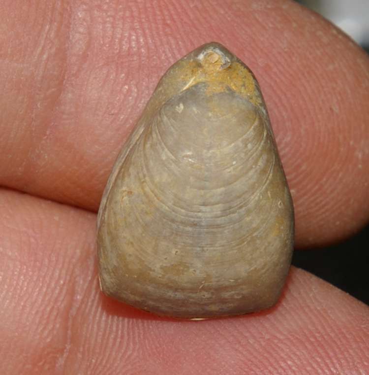  Jurassic Bathonian fossil brachiopod 
