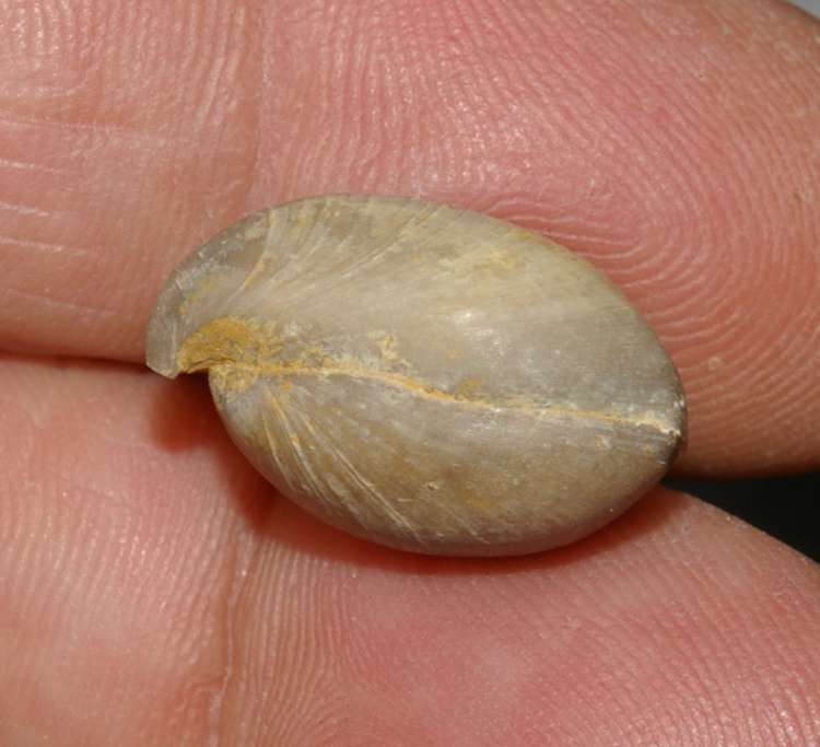 Bathonian fossil brachiopod 