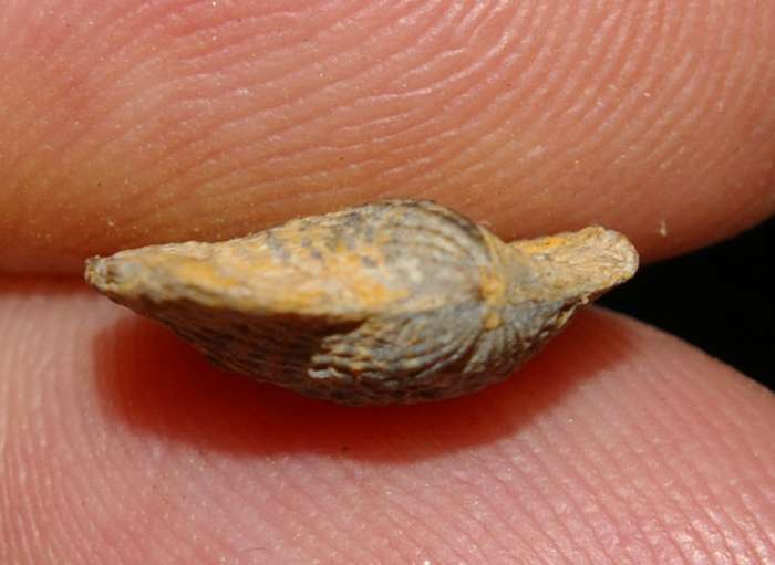 Spinatrypa aspera.jpg