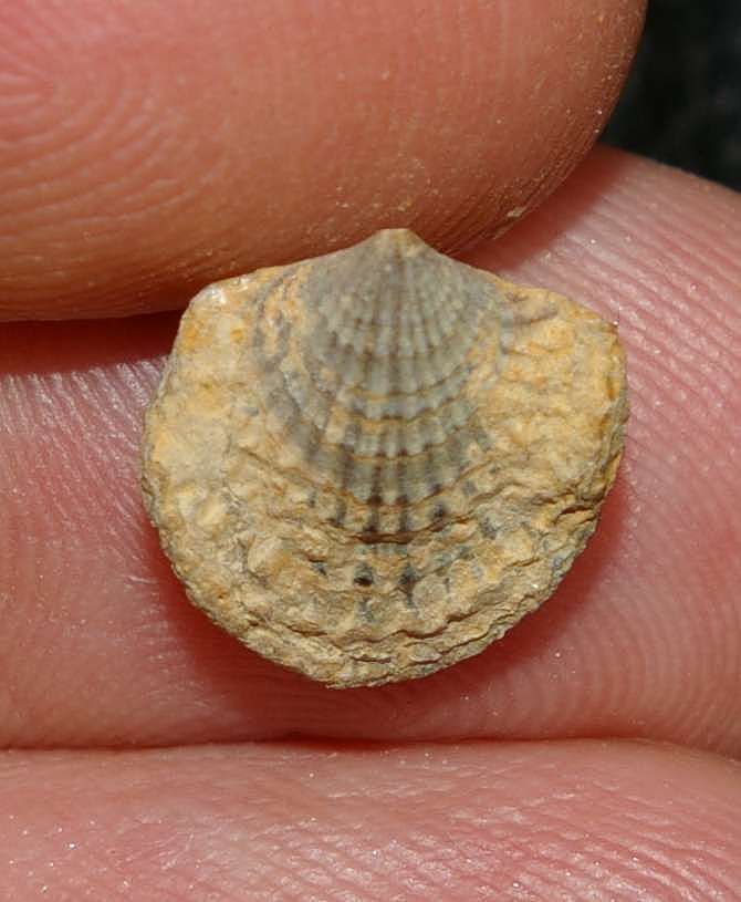 Spinatrypa asperoides.jpg