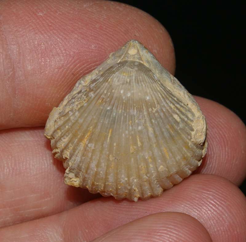 Goniorhynchia  