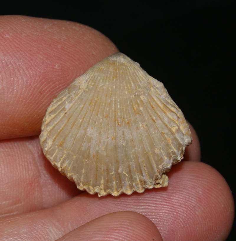  Jurassic Bathonian fossil brachiopod 