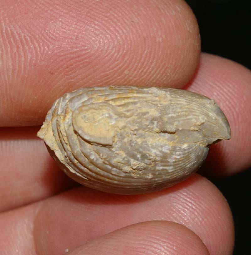 Bathonian fossil brachiopod 