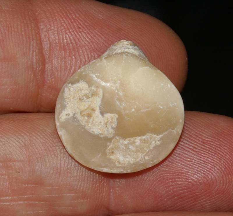  Jurassic Bathonian fossil brachiopod 