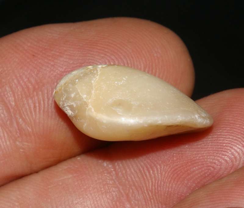Monsardithyris ventricosa 