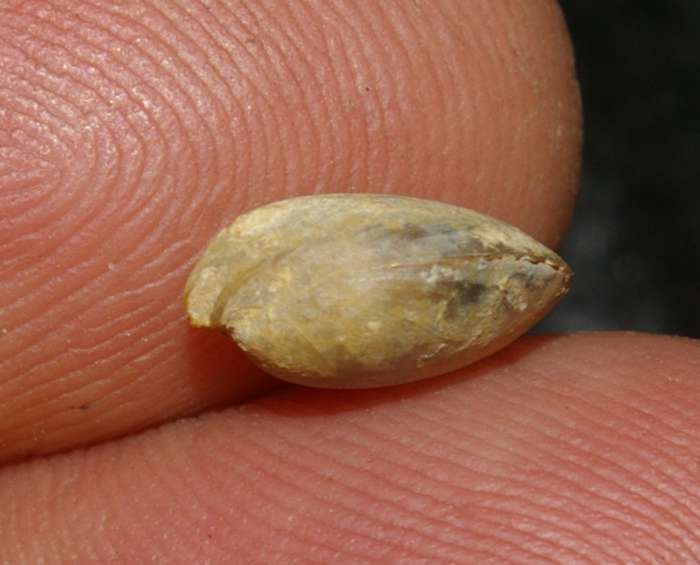 Lobothyris punctata 