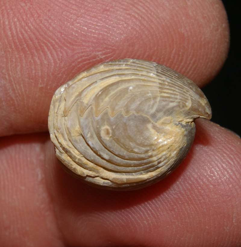 Kallirhynchia concinna   