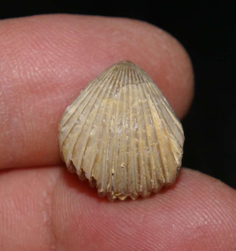  Jurassic Bathonian fossil brachiopod 