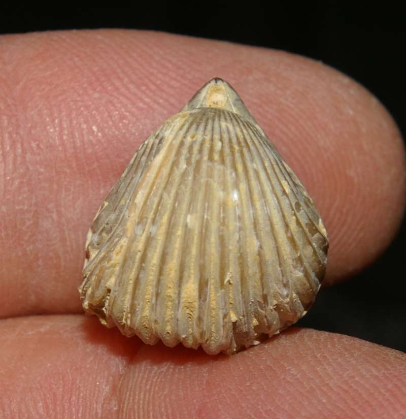 Lobothyris punctata 