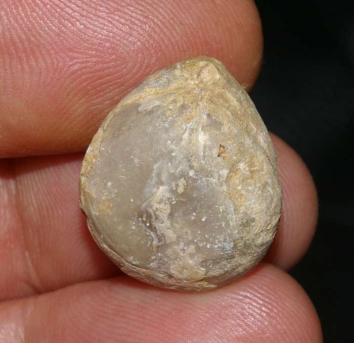  Triassic, Ladinian fossil brachiopod 