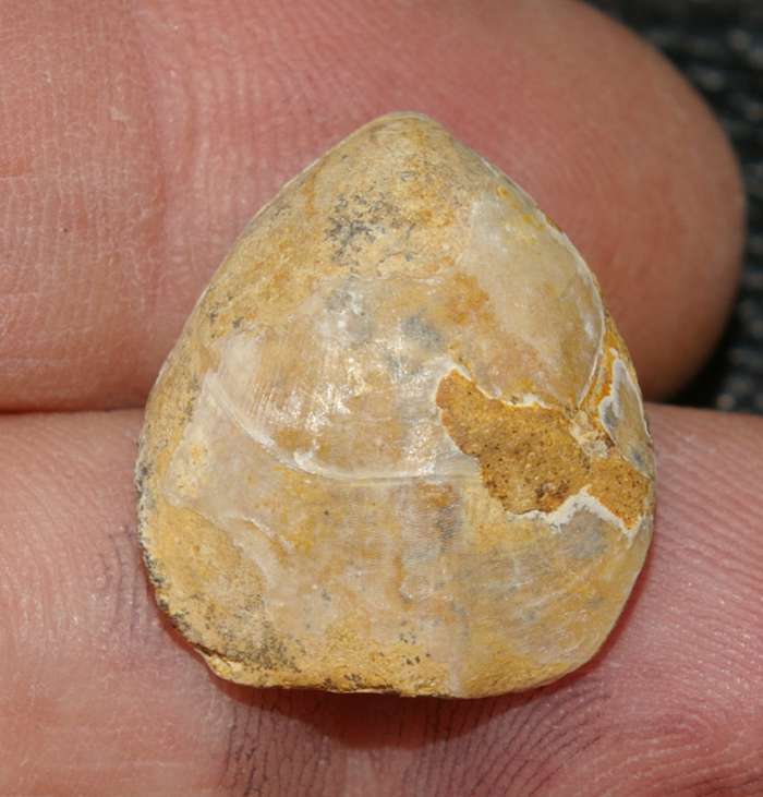  Jurassic, Callovian fossil brachiopod 