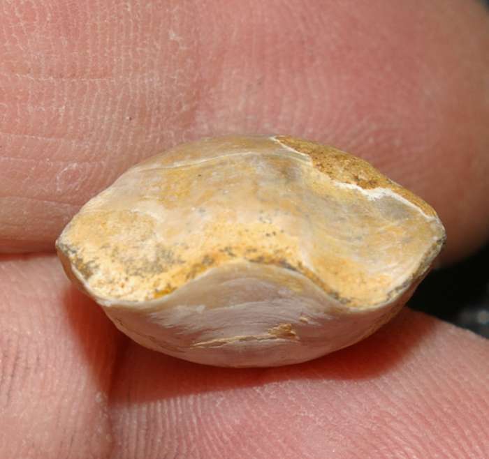 Caryona versiplicata 