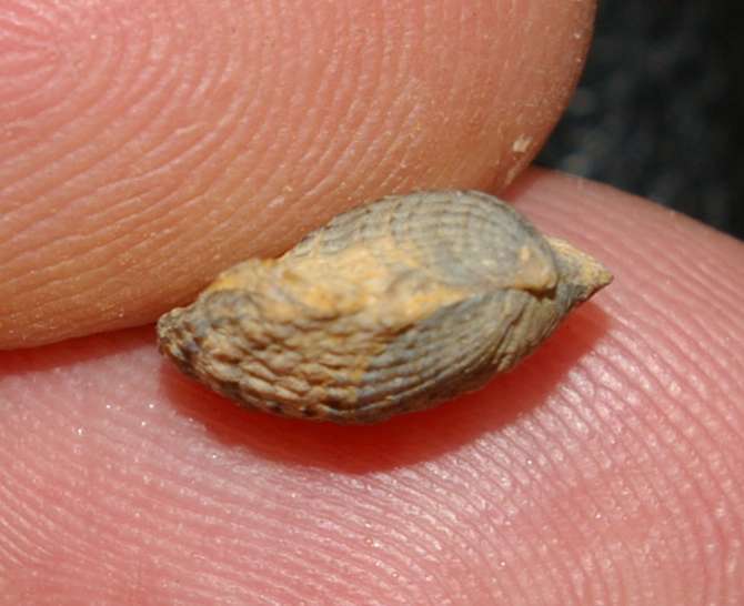 Spinatrypa asperoides