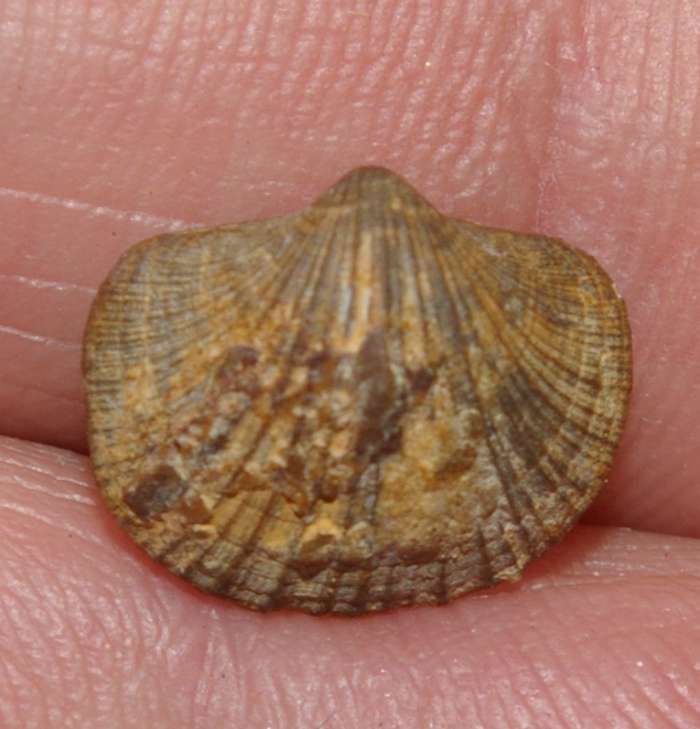 Biernatium fallax