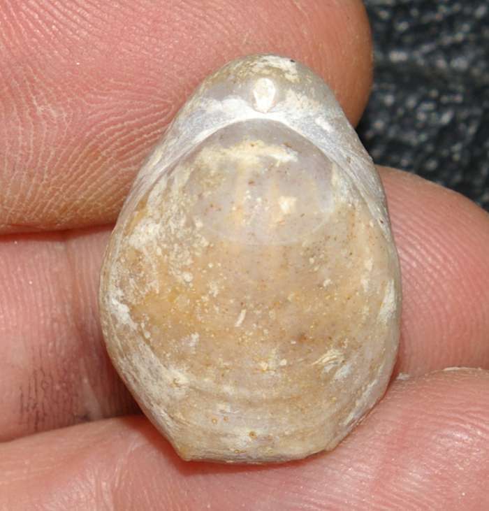 Pachythyris arduennensis   