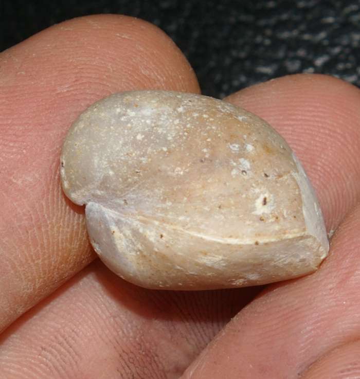  Jurassic, Oxfordian fossil brachiopod 