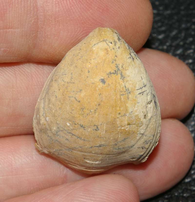 Placothyris carsiensis   