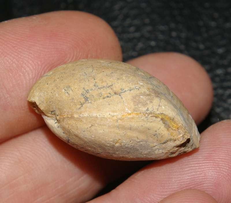 Placothyris carsiensis 