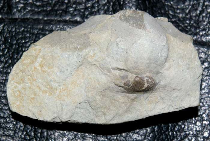 Devonian fossil brachiopod   