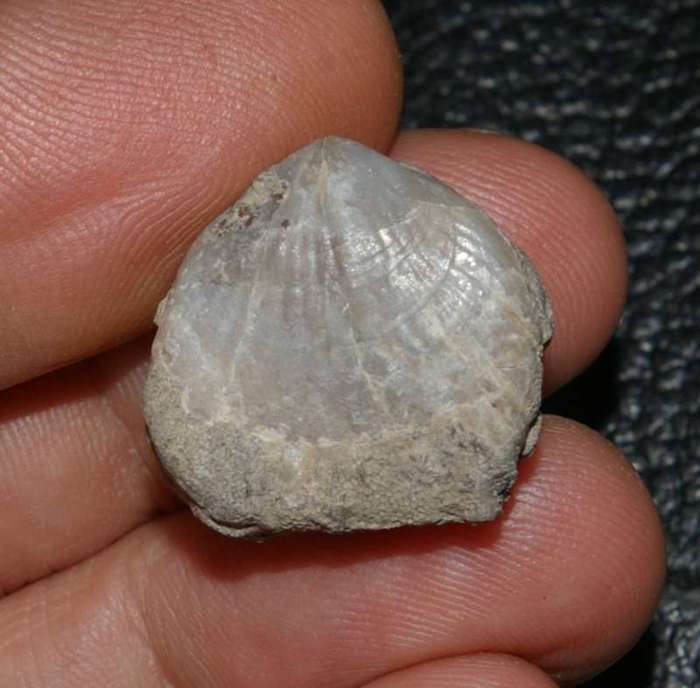  Sphaerirhynchia lindenensis 