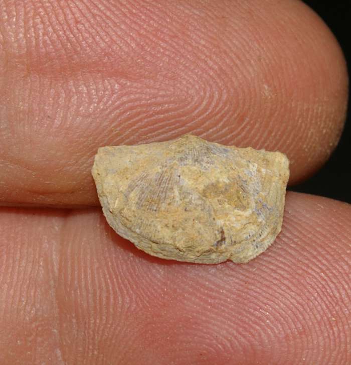 Mississippian fossil brachiopod   