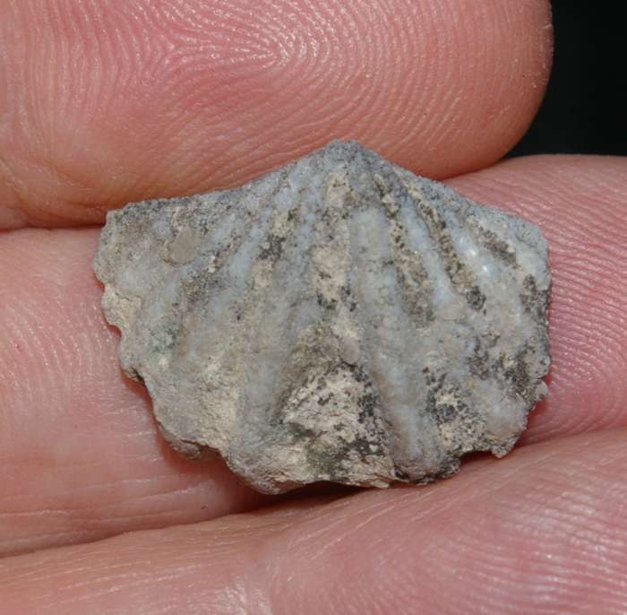Kozlowskiellina perlamellosa   