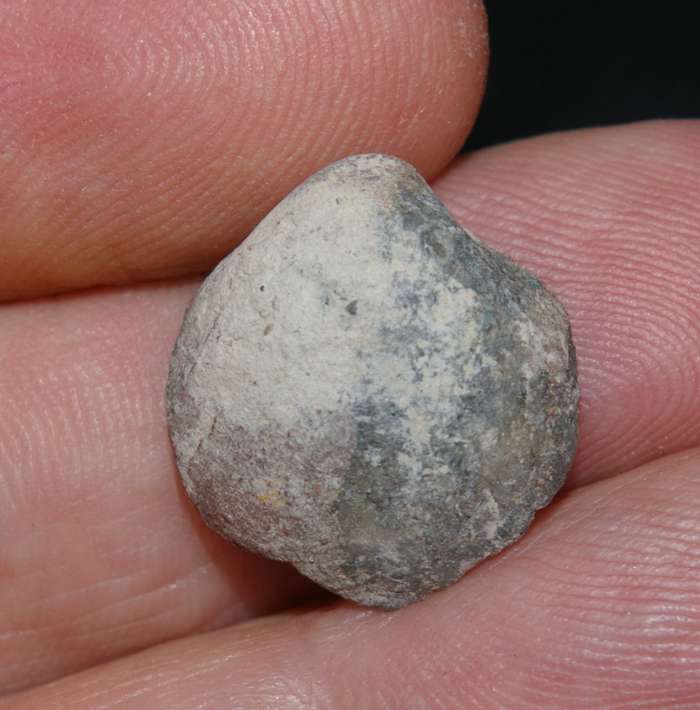 Gypidula multicostata   