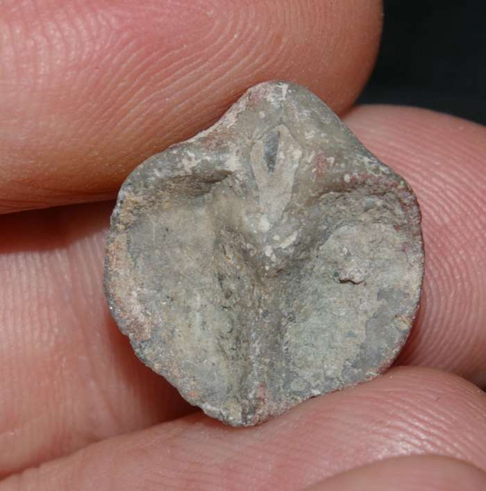  Gypidula multicostata 