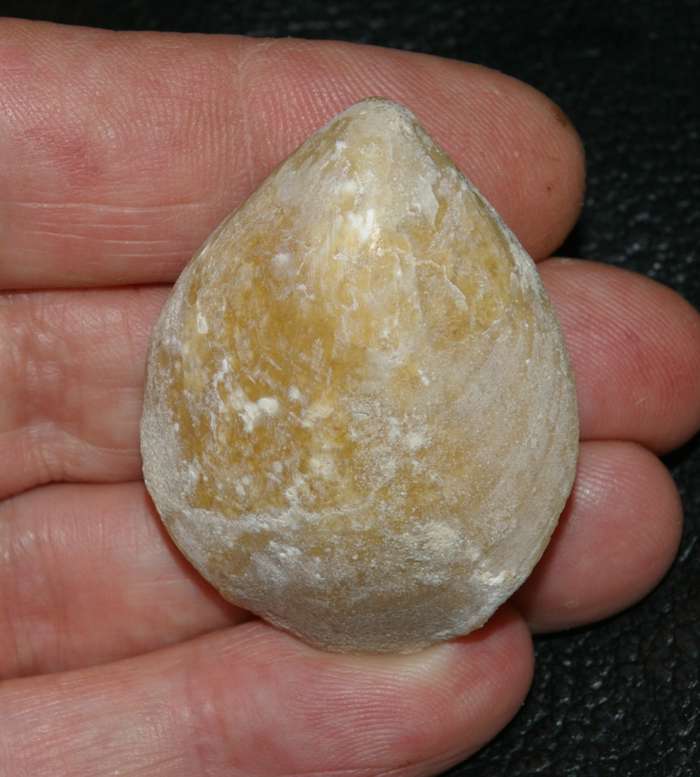 Dorsoplicathyris lineatula   