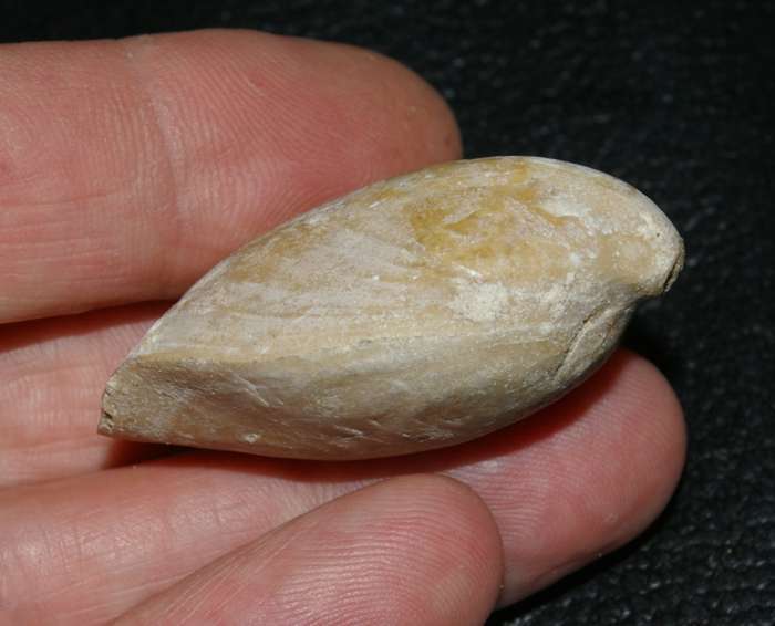 Oxfordian fossil brachiopod   