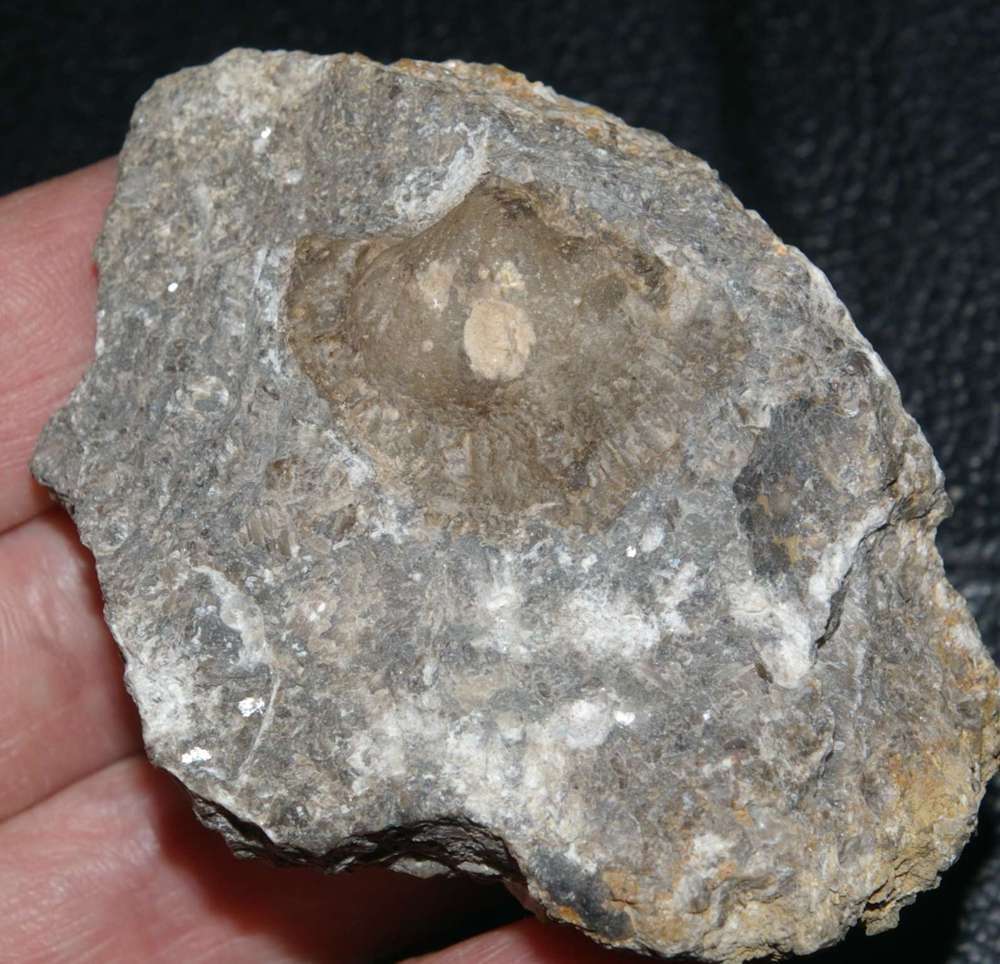Spirifer striatus 