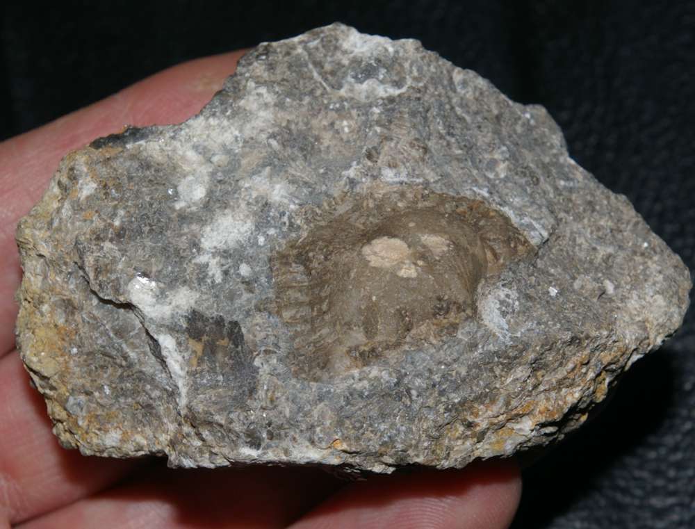Spirifer striatus 