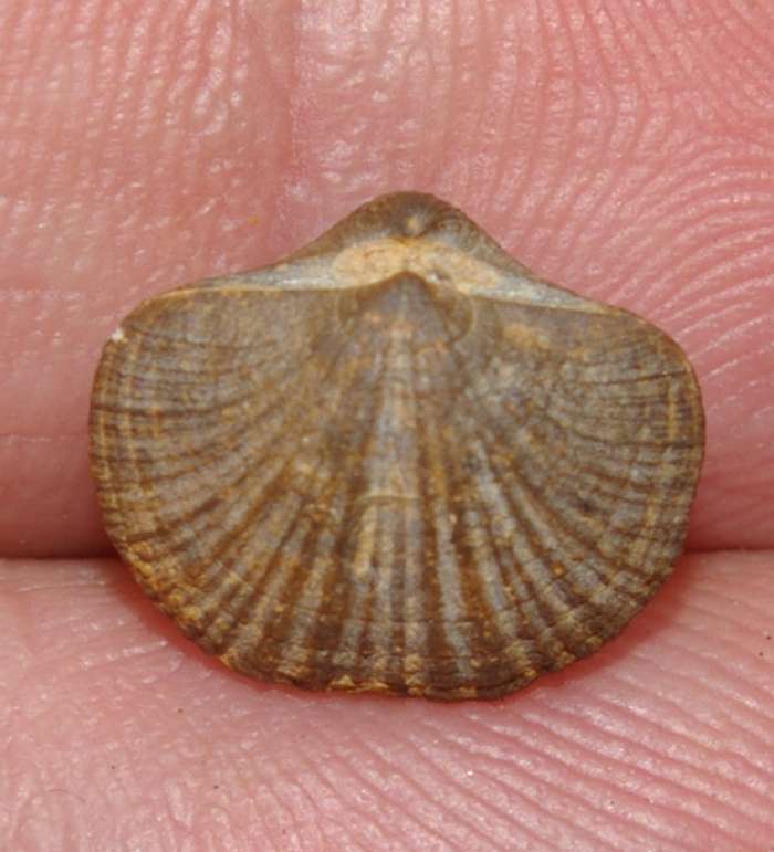 Biernatium fallax