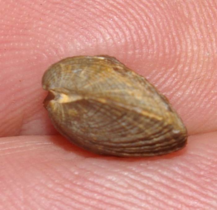 Biernatium fallax