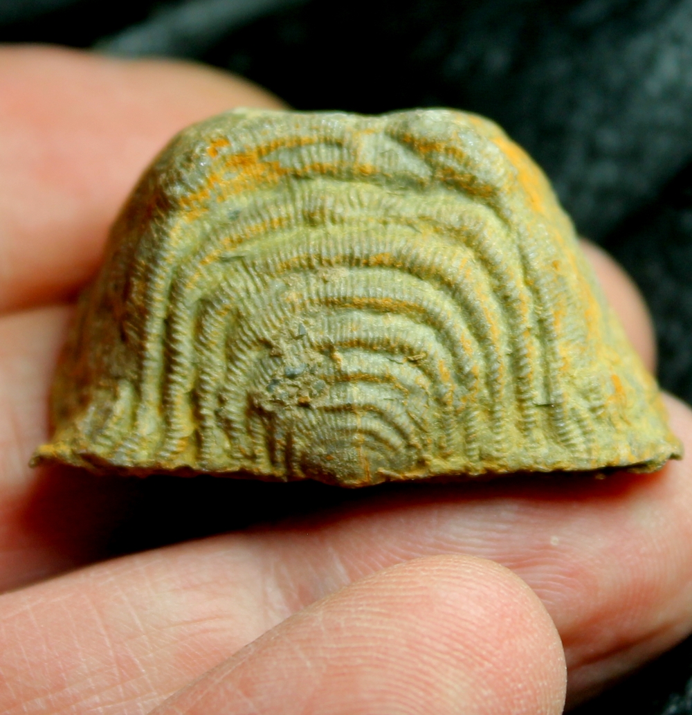 Leptaena analogaeformis.jpg