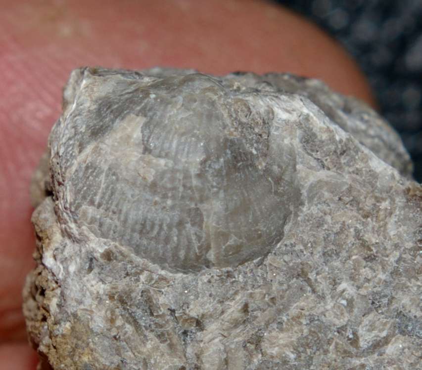 Cancrinella undata 