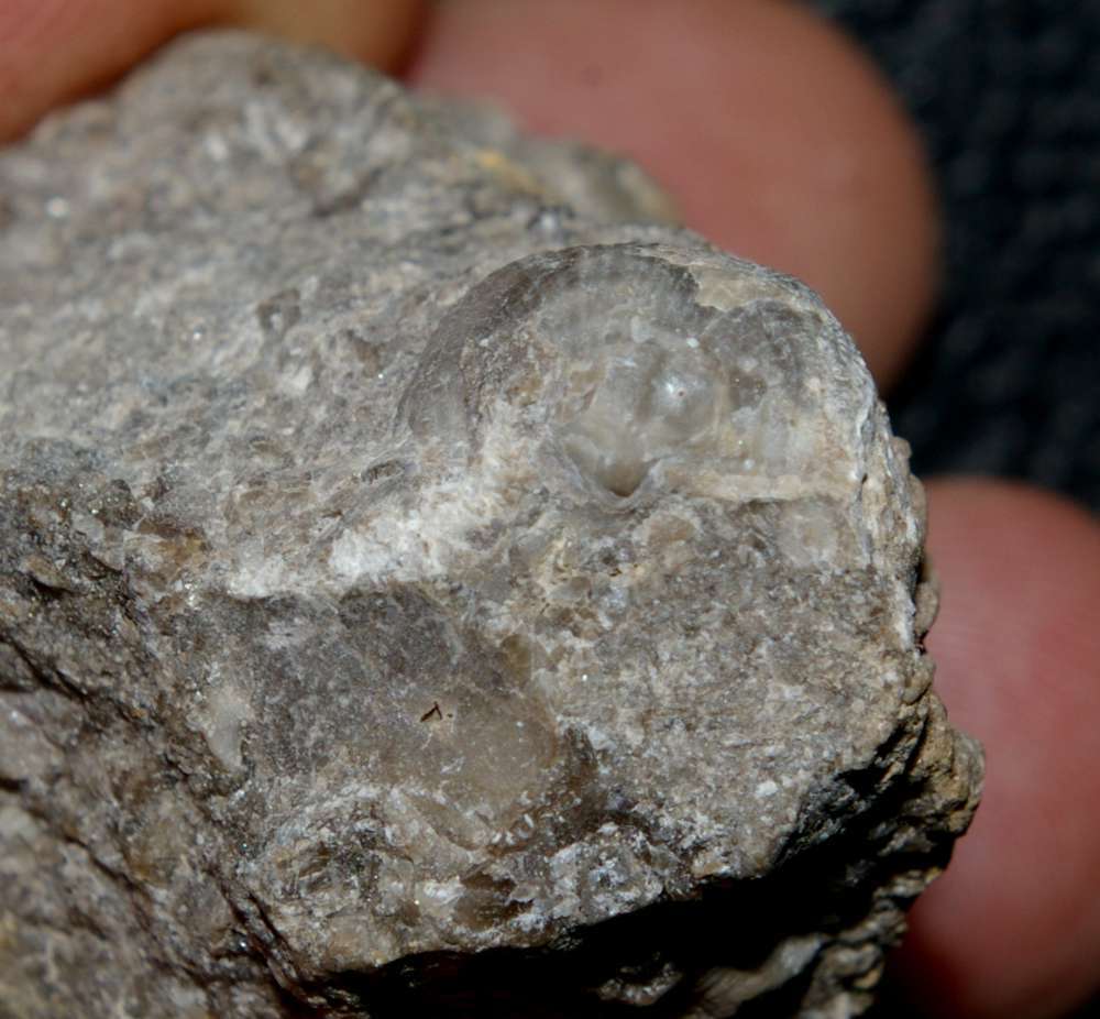 Cancrinella undata 