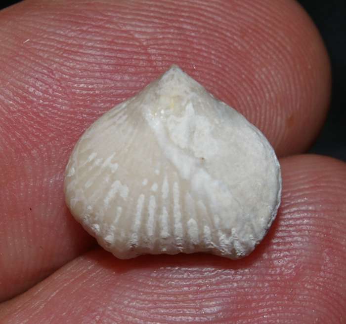 Orbirhynchia mantelliana   