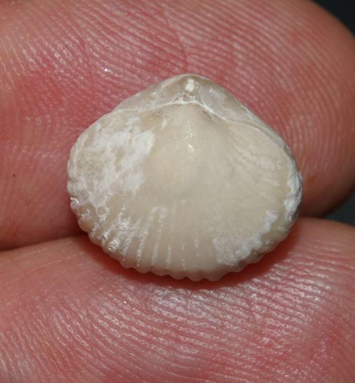Orbirhynchia mantelliana   