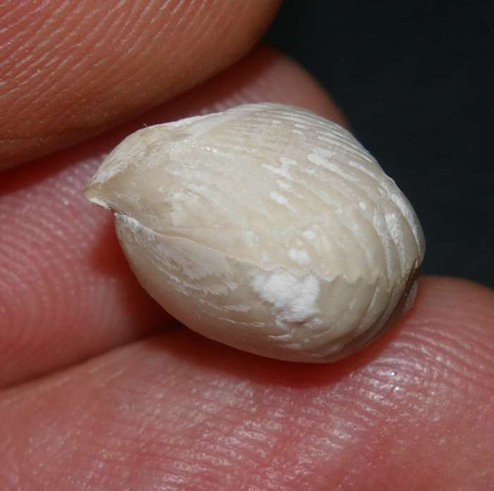 Cretaceous, Turonian brachiopod   